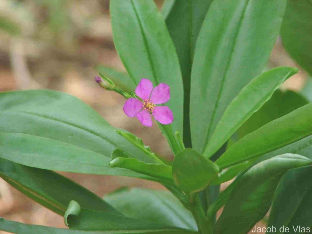 Talinum fruticosum (L.) Juss.